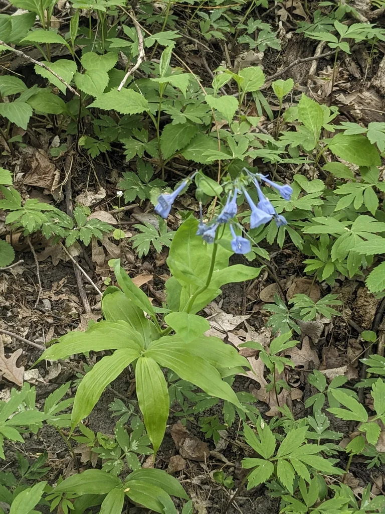 Mertensia Virginica