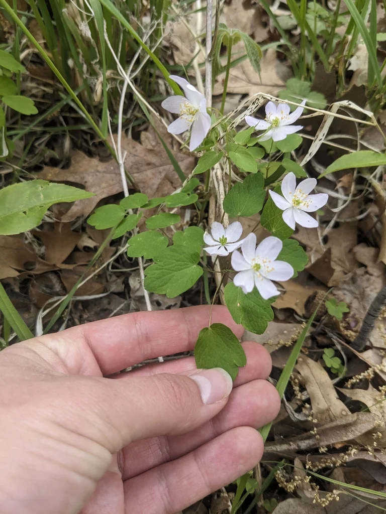 Anemonella Thalictroides