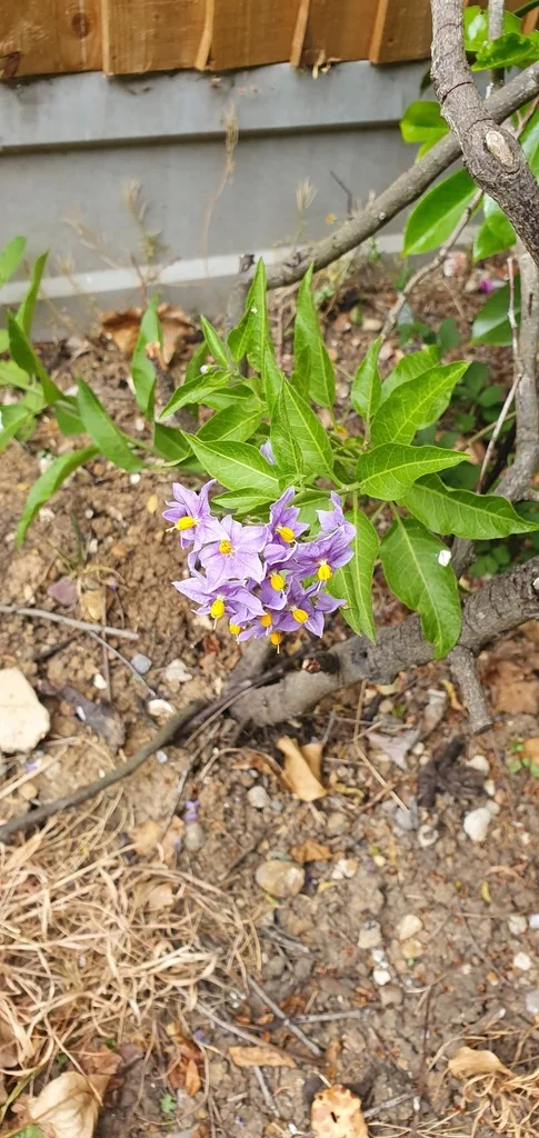 Solanum Crispum