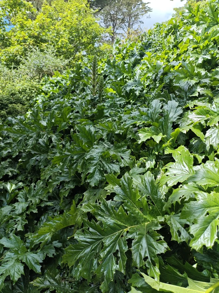 Acanthus Mollis