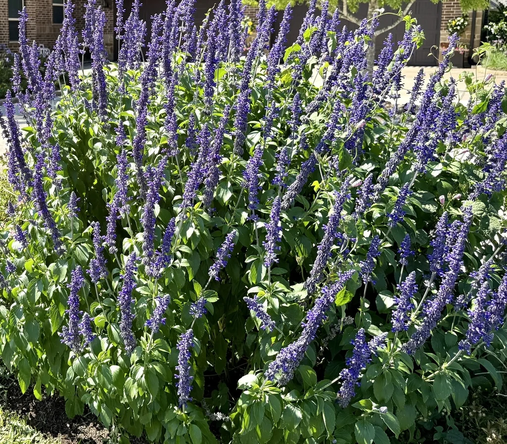 Salvia farinacea