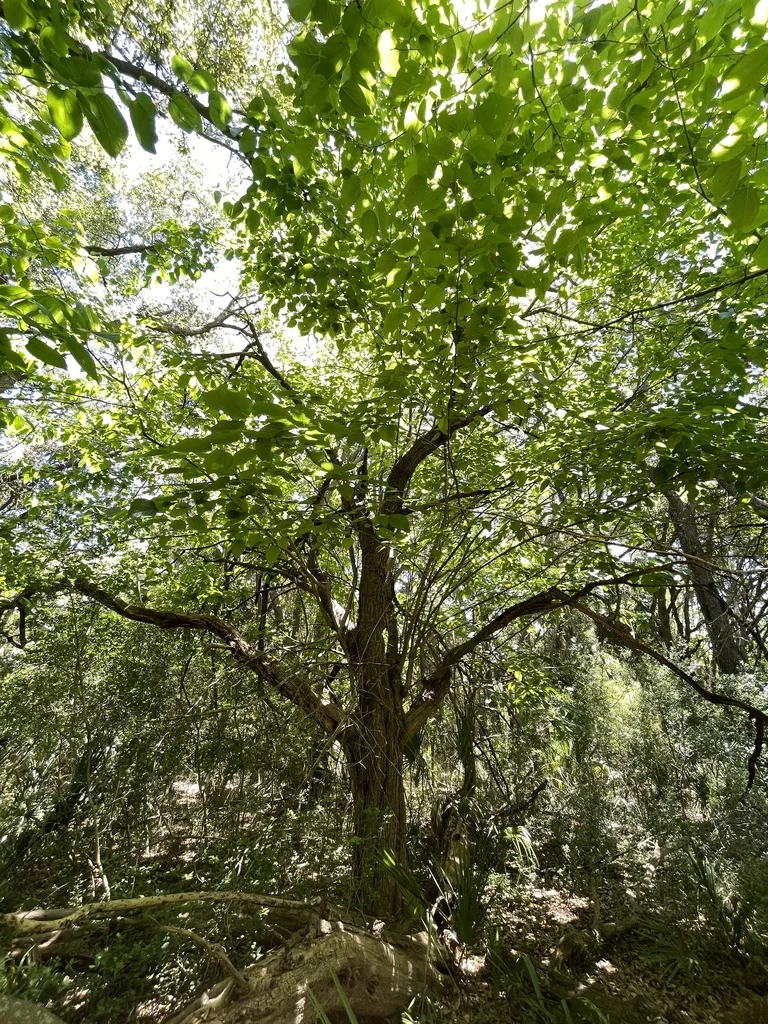 Morus Rubra
