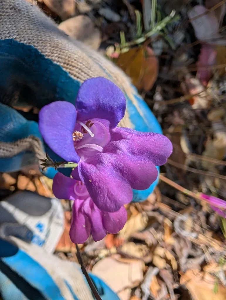 Penstemon Heterophyllus