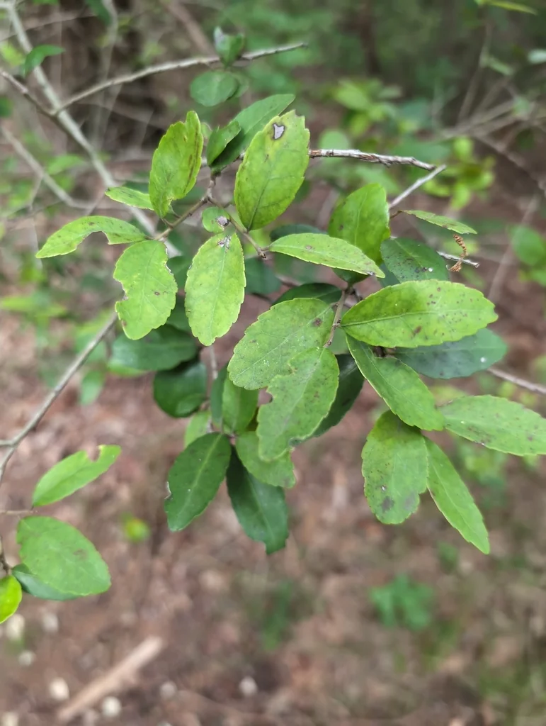 Ilex Vomitoria