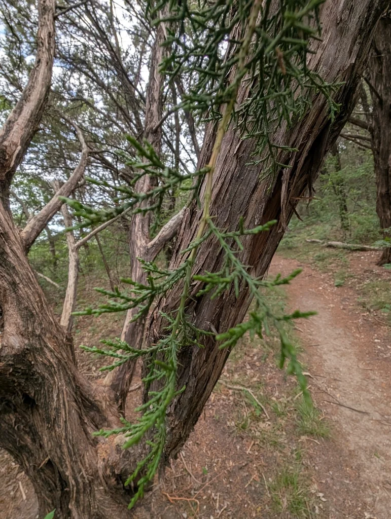 Juniperus Ashei