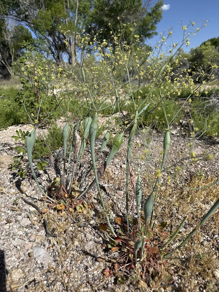 Eriogonum Inflatum