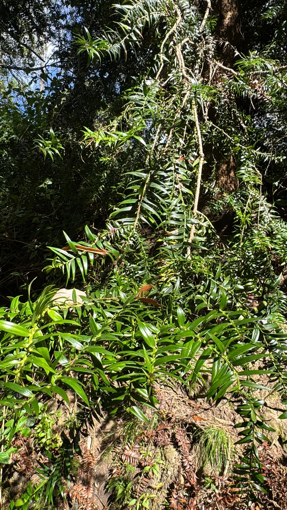 Araucaria Bidwillii