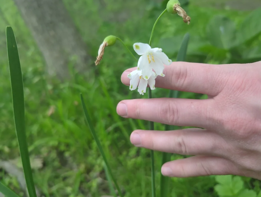Leucojum Aestivum