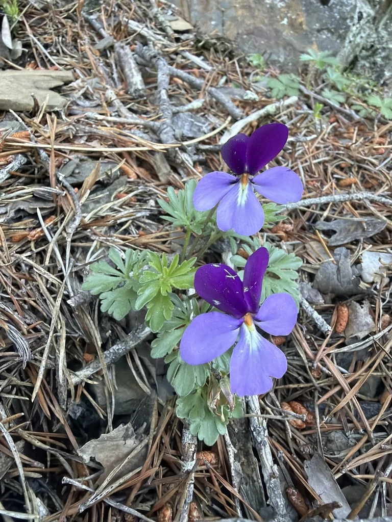 Viola Pedata