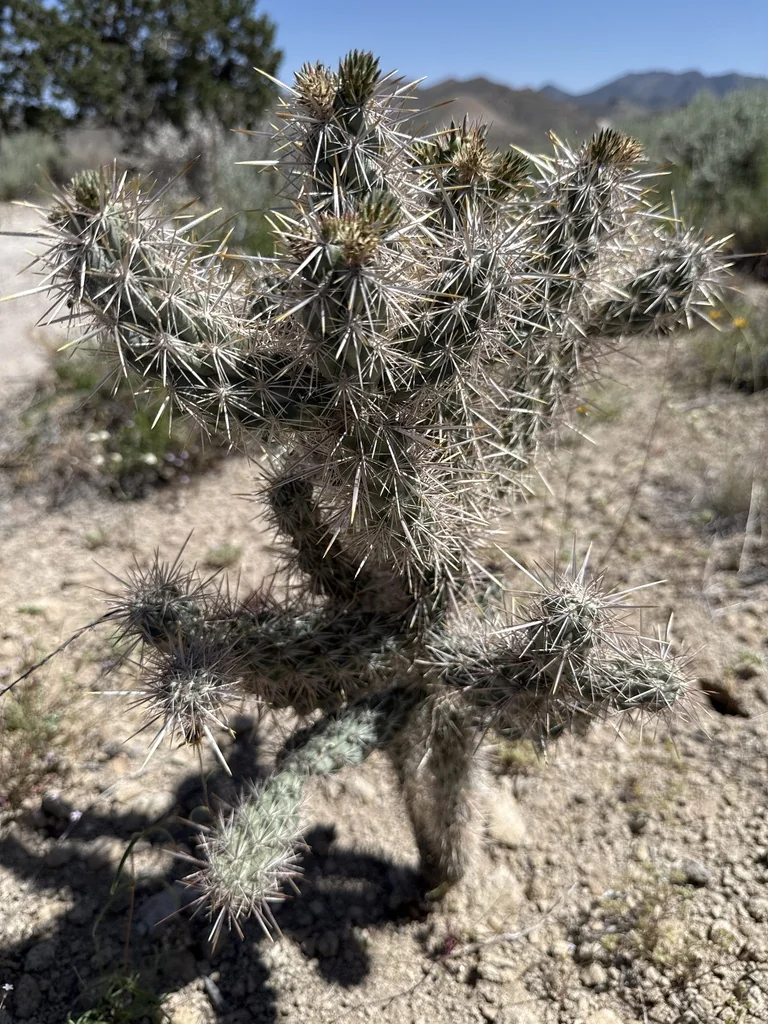 Cylindropuntia Echinocarpa