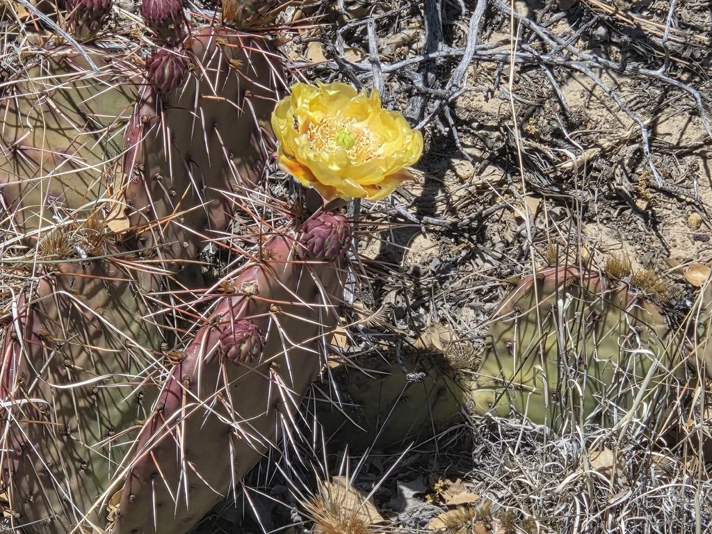 Opuntia Phaeacantha