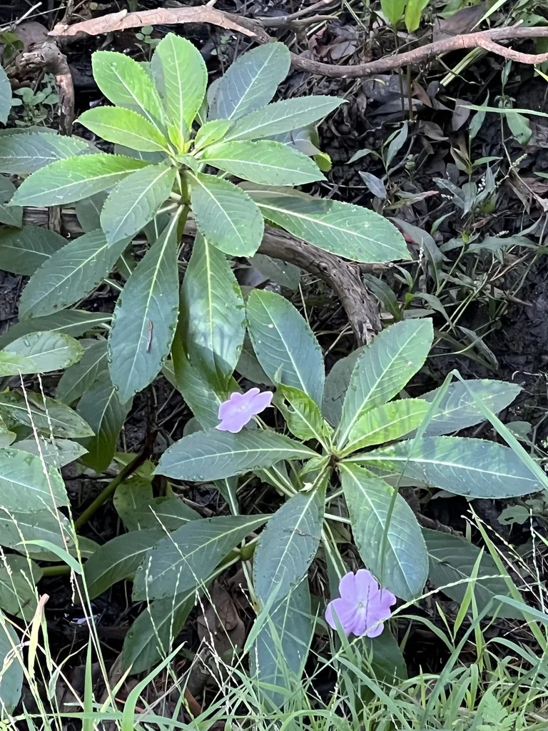 Impatiens Sodenii