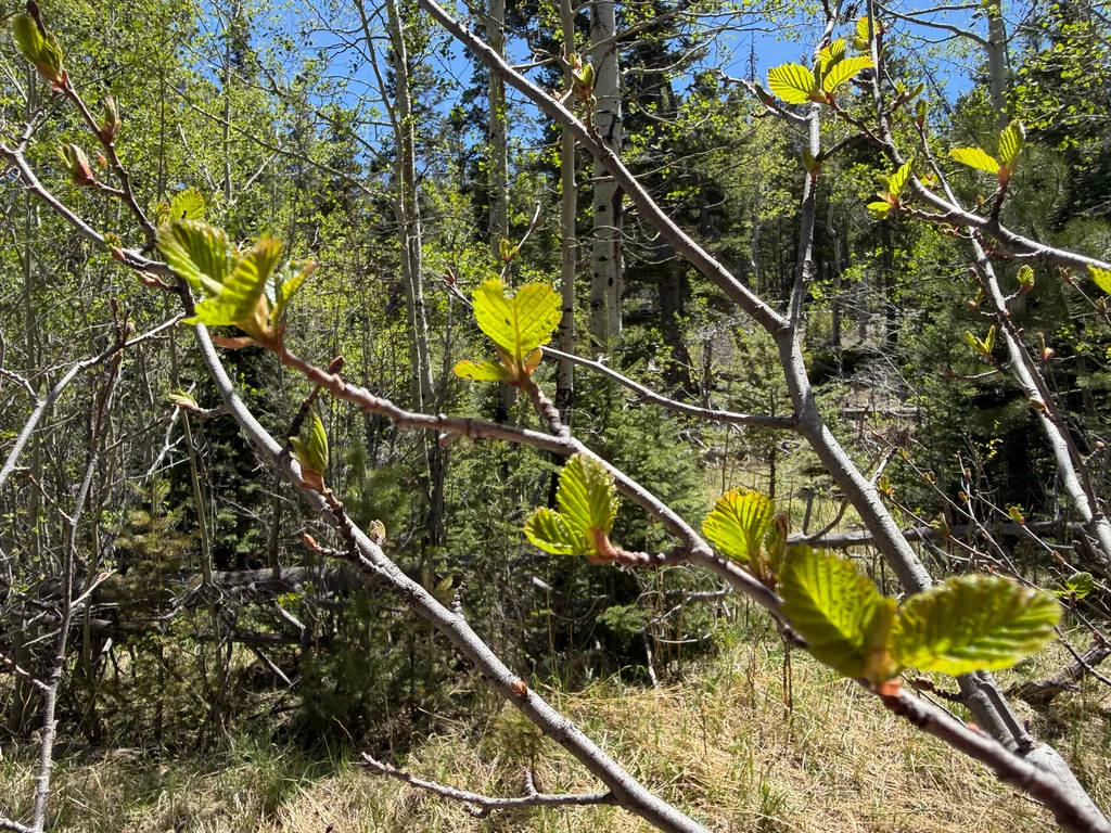 Alnus Incana Ssp. Tenuifolia