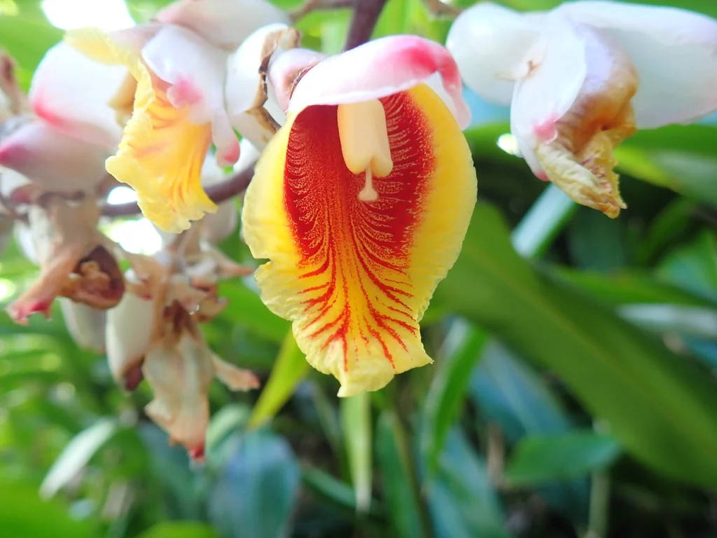Alpinia Zerumbet