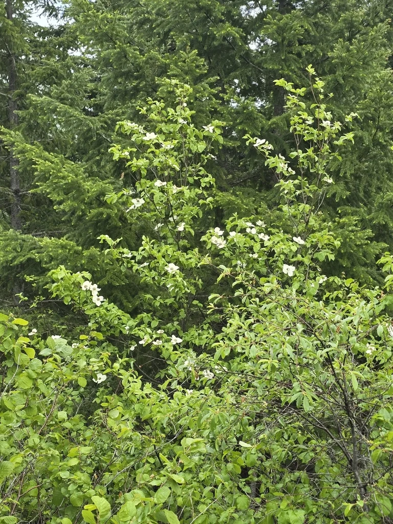 Cornus Nuttallii