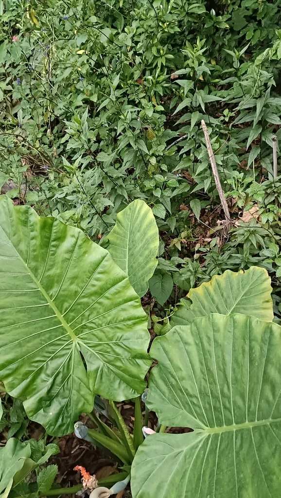 Alocasia amazonica
