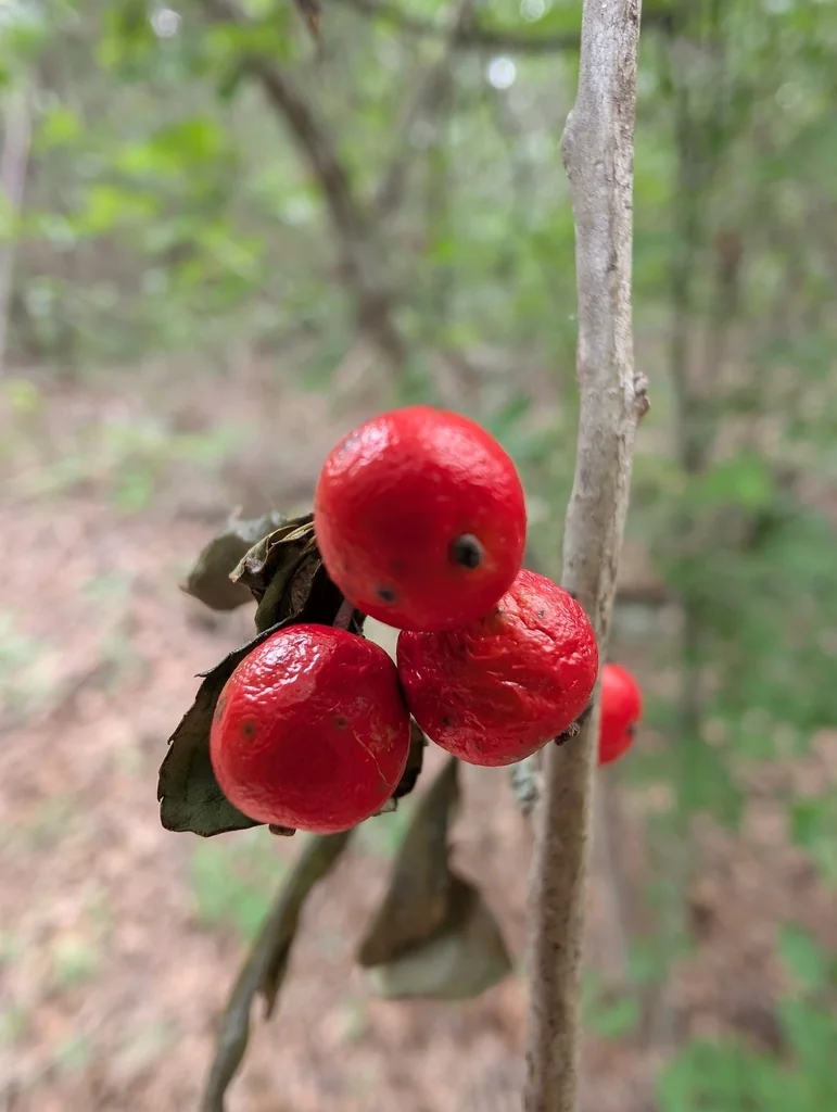 Ilex Decidua