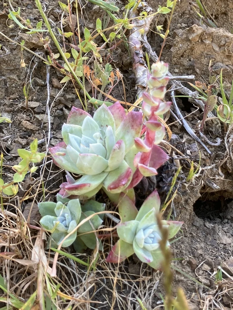 Dudleya Farinosa