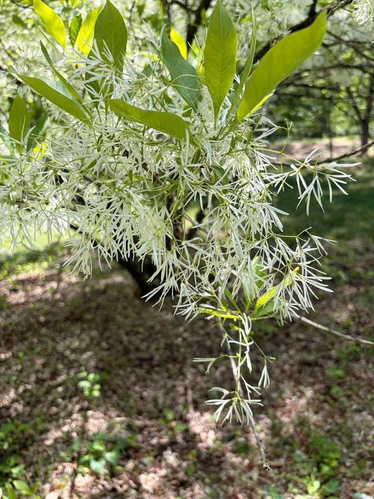 Chionanthus Virginicus