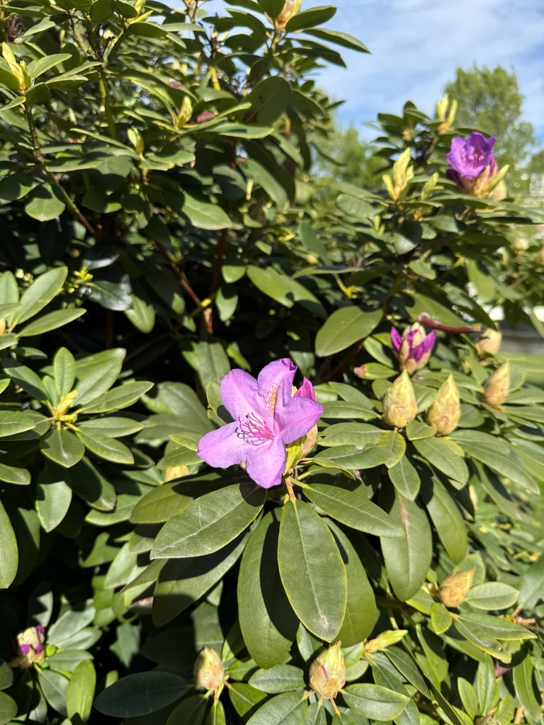 Rhododendron Ponticum