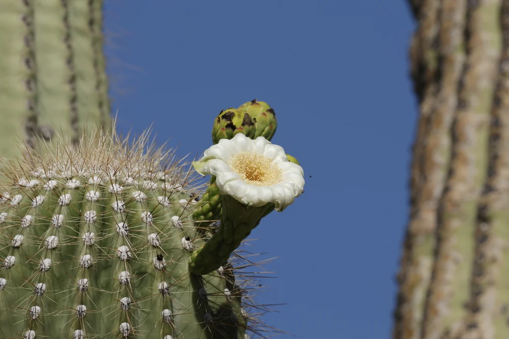 Carnegiea Gigantea