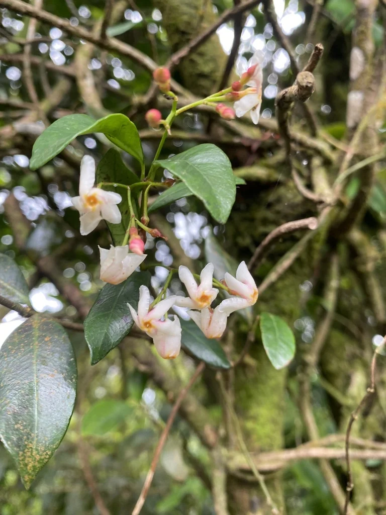 Trachelospermum Asiaticum