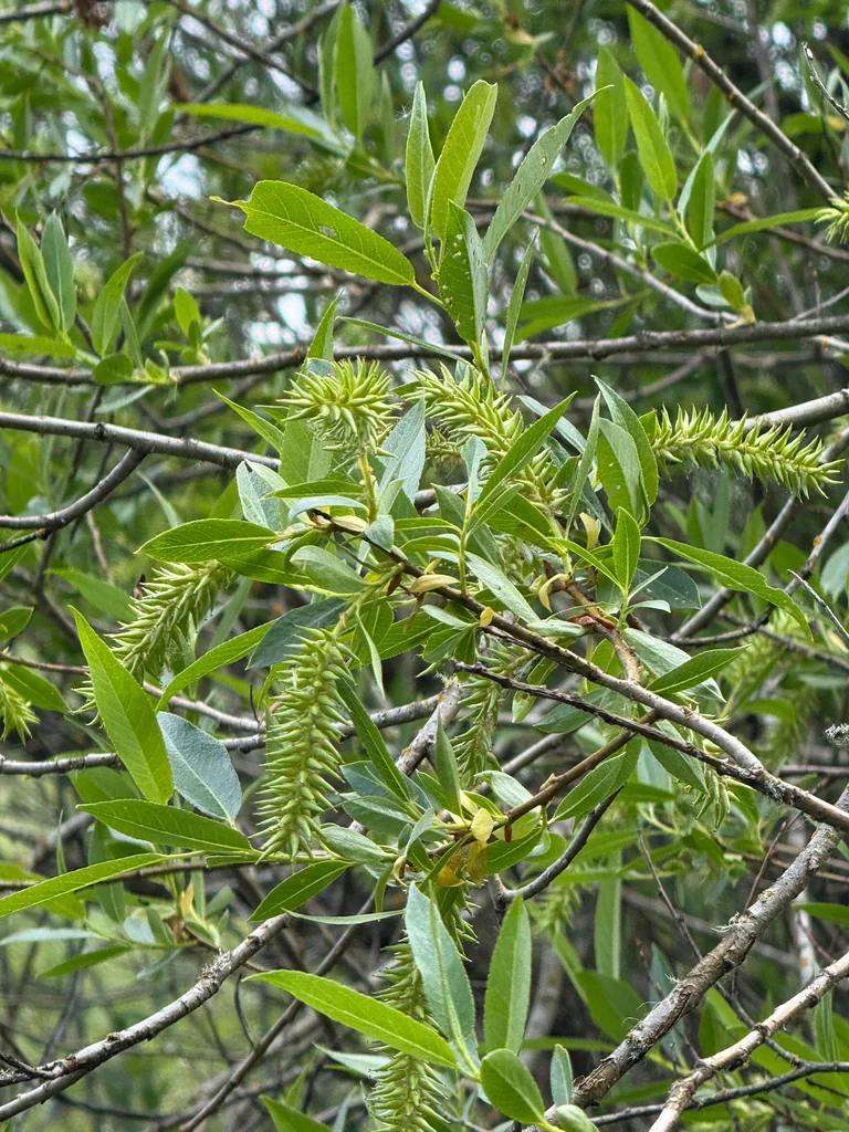 Salix Lucida Ssp. Lasiandra