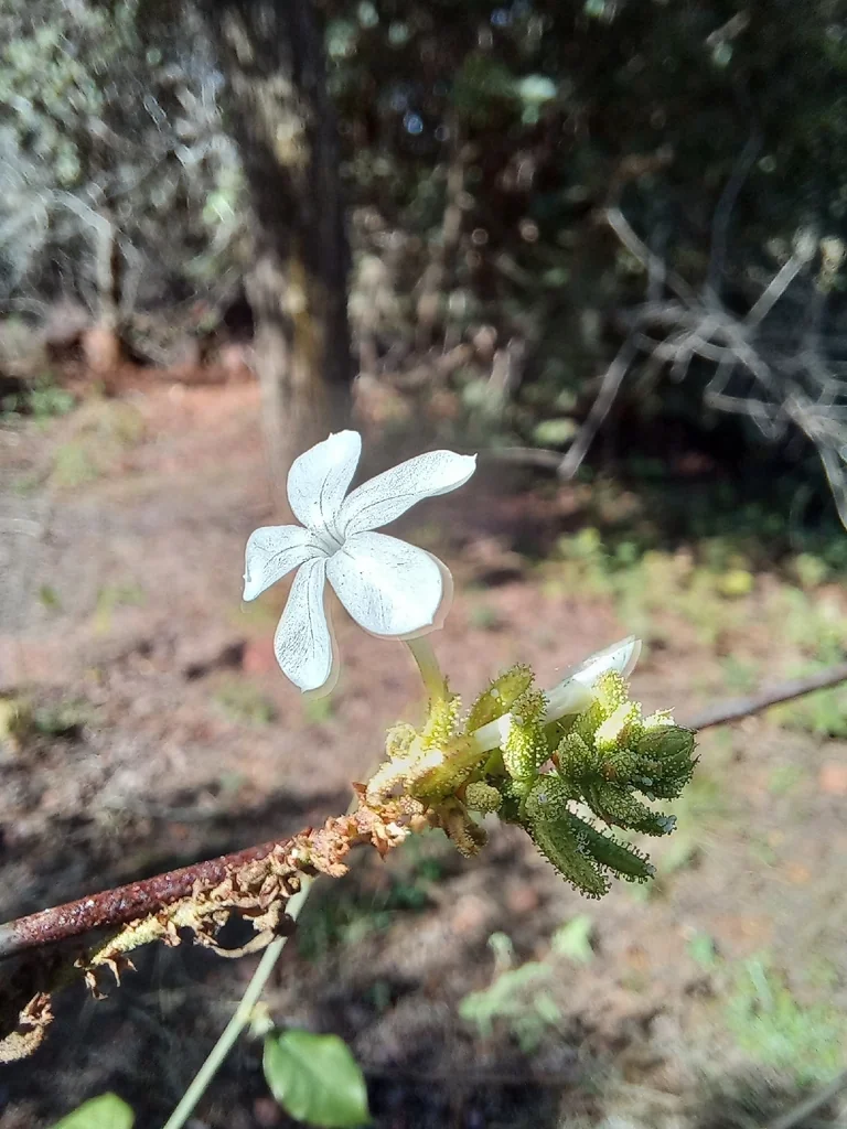 Plumbago Scandens