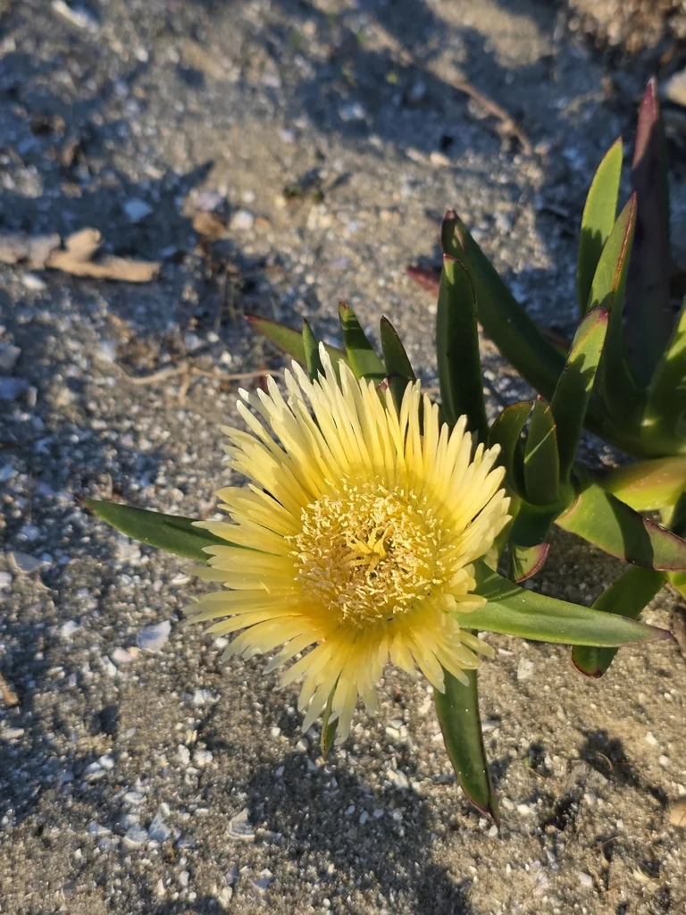 Carpobrotus Edulis