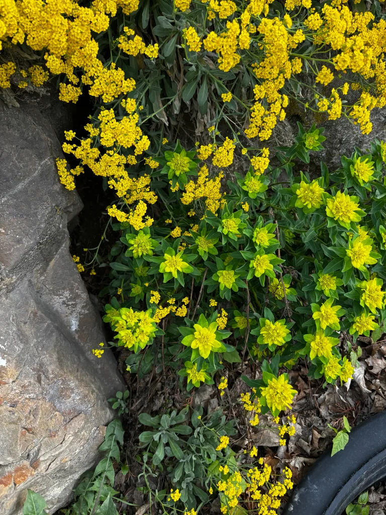 Euphorbia Polychroma