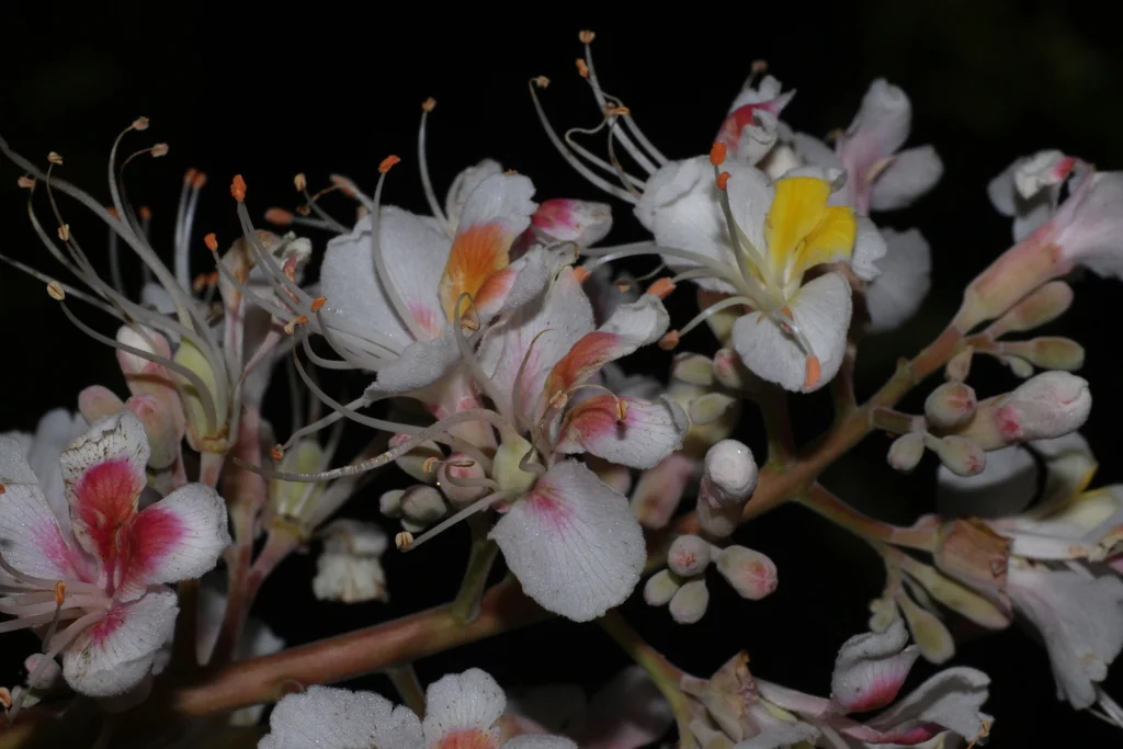 Aesculus Indica