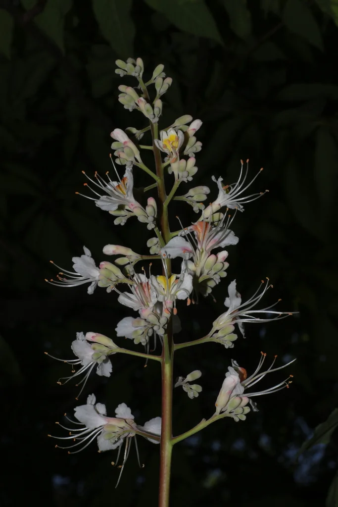 Aesculus Indica