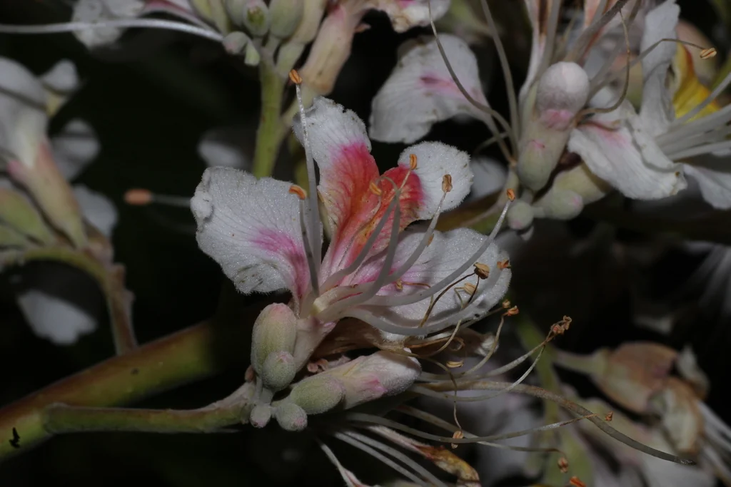 Aesculus Indica
