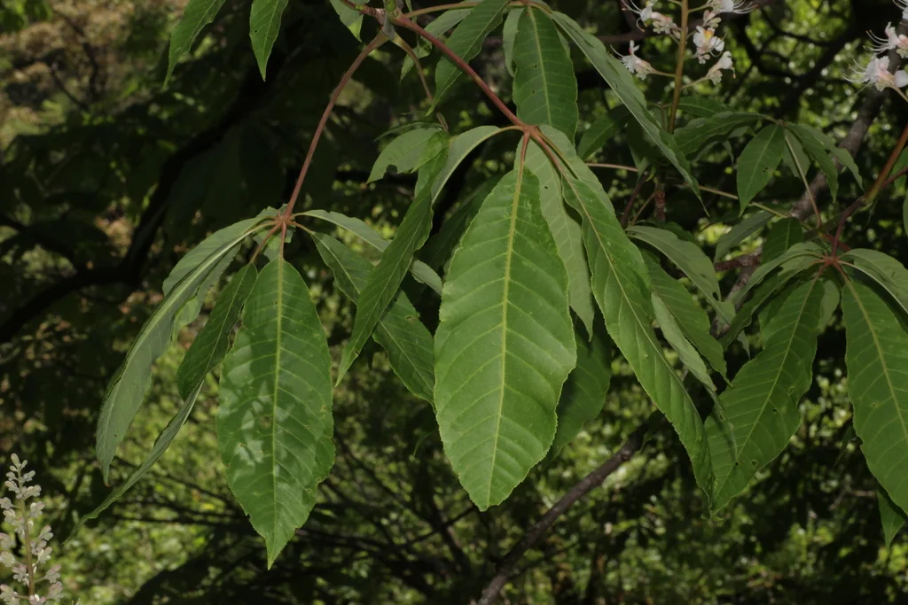 Aesculus Indica
