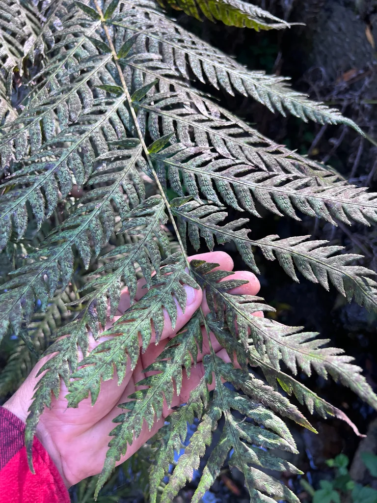 Woodwardia Fimbriata