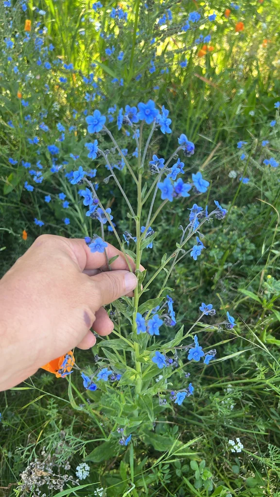 Cynoglossum Amabile