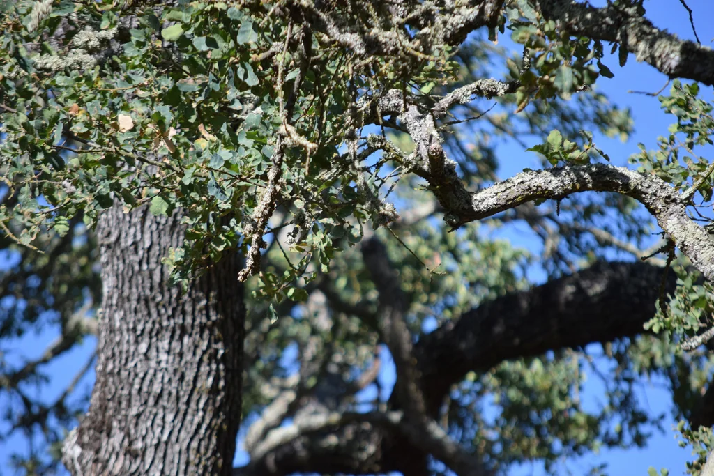 Quercus dumosa