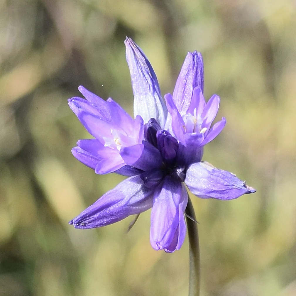 Dichelostemma Capitatum