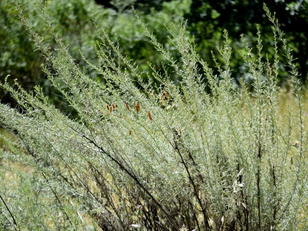Artemisia Californica