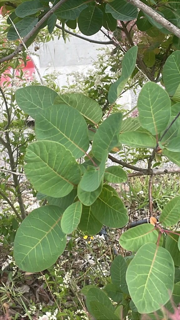 Cotinus coggygria