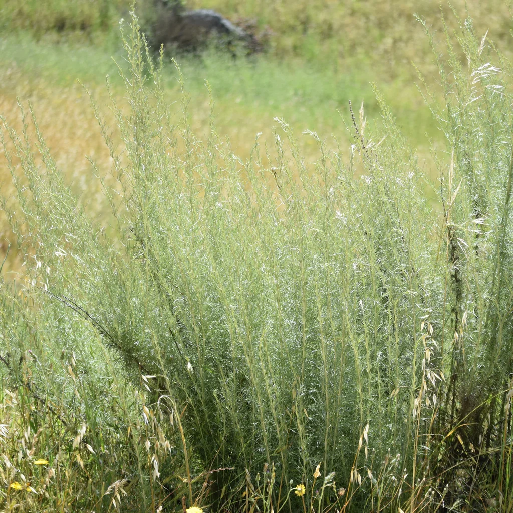 Artemisia Californica