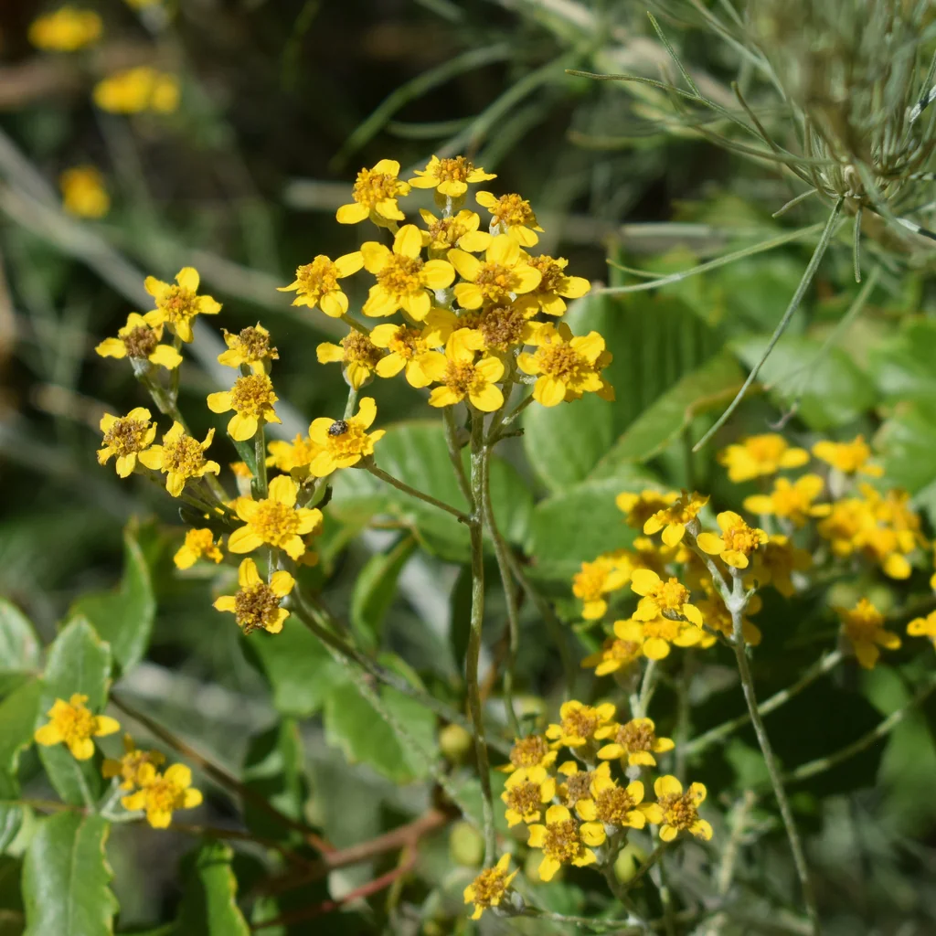 Eriophyllum Confertiflorum