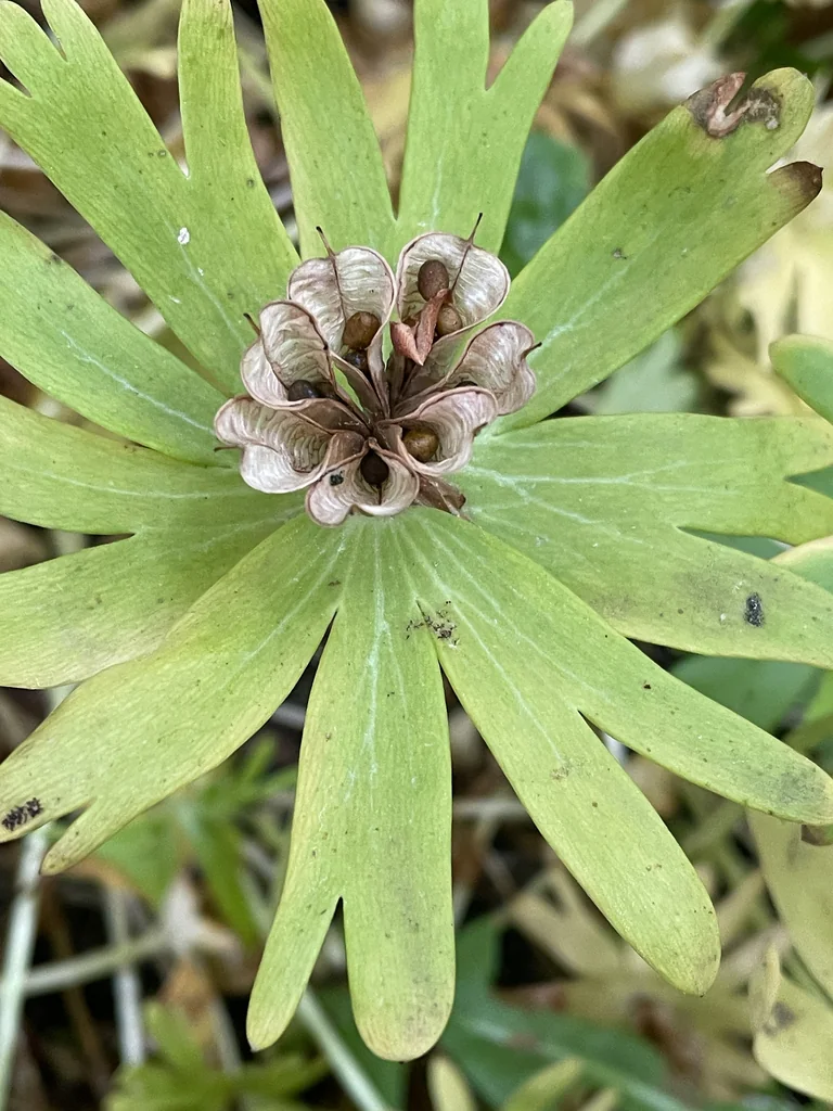 Eranthis Hyemalis