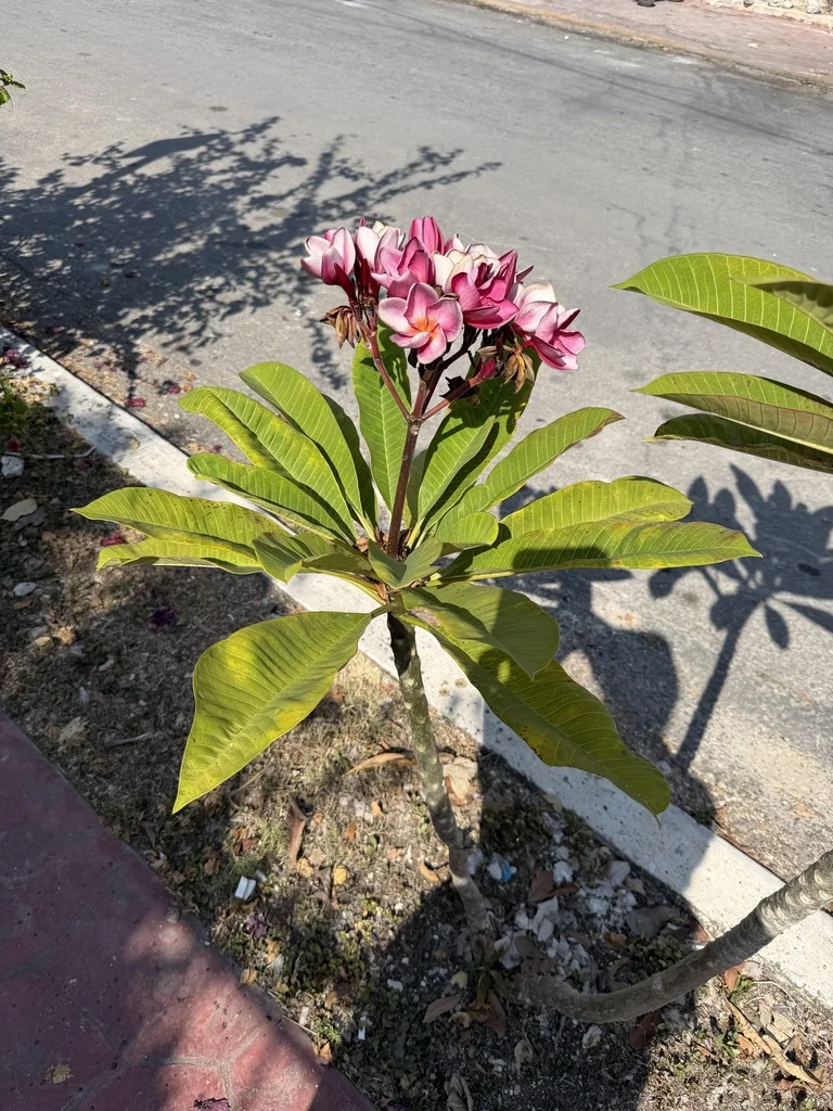 Plumeria Rubra