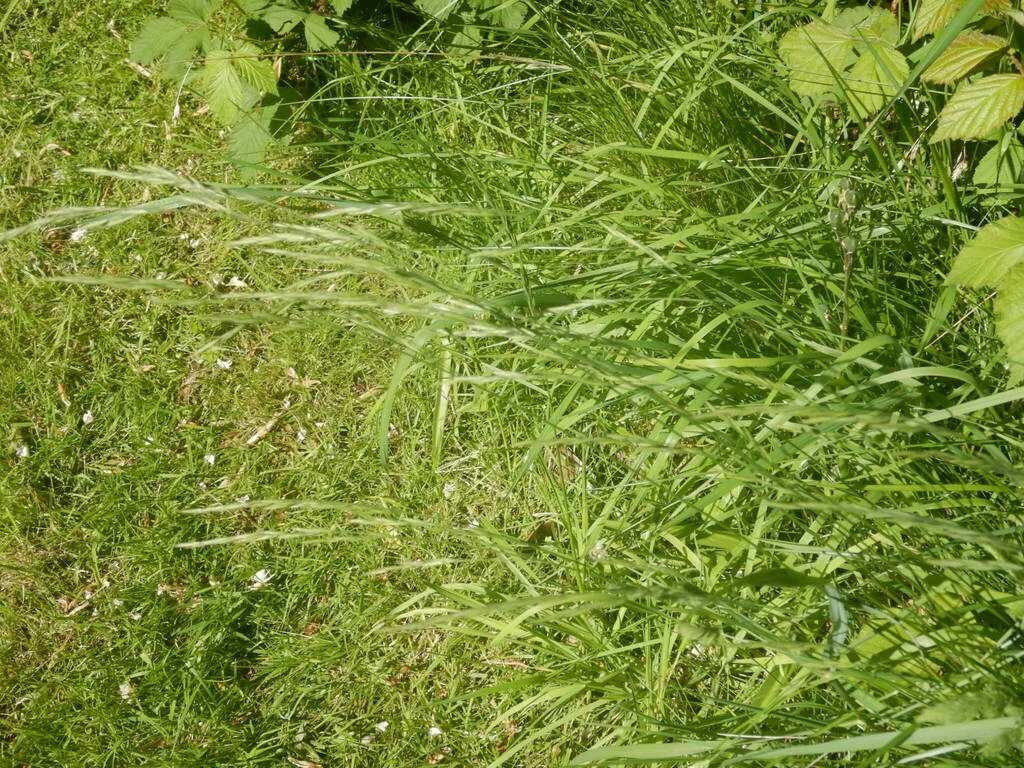 Festuca Rubra