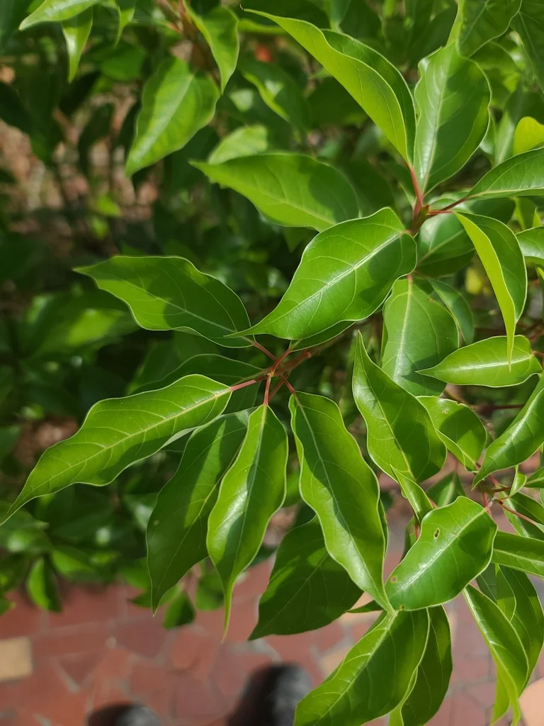 Cinnamomum Camphora