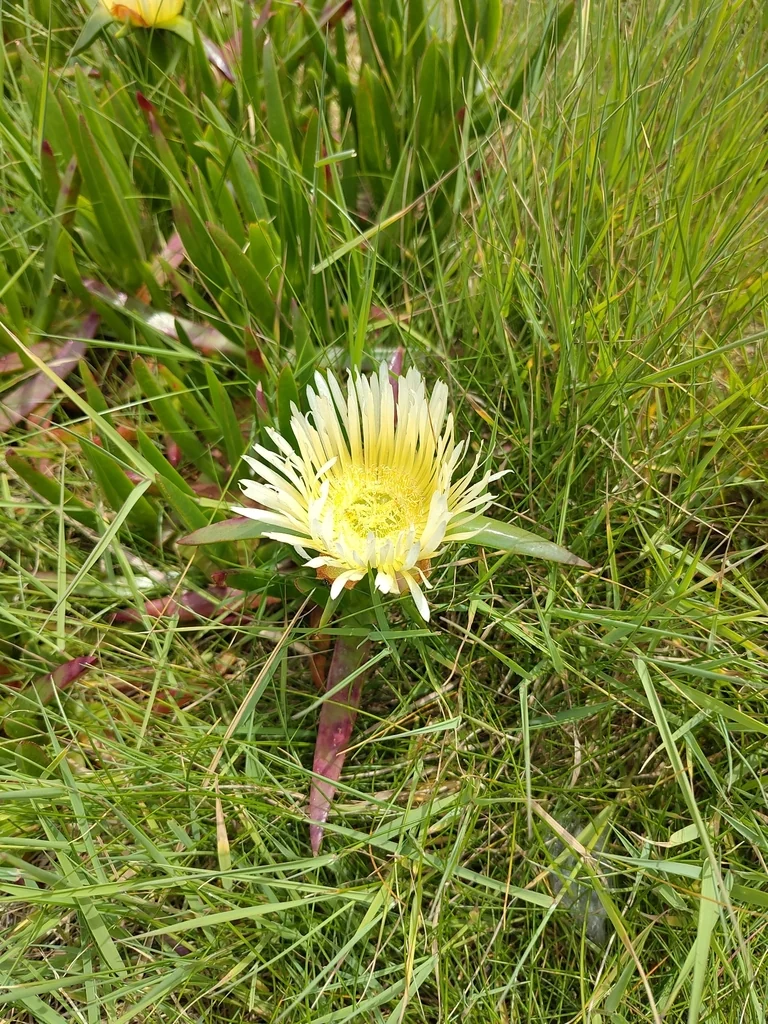 Carpobrotus Edulis