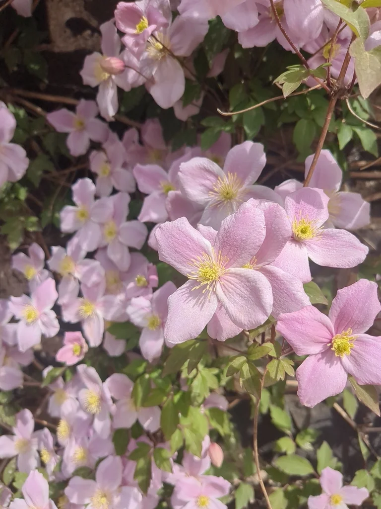 Clematis Montana