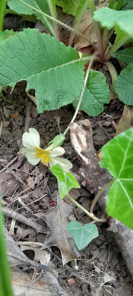 Primula vulgaris