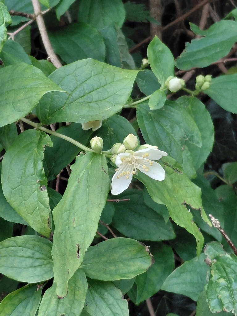 Philadelphus Coronarius